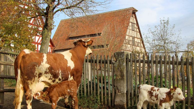 Die Kälbchen Brownie und Brösel im Fränkischen Freilandmuseum